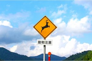 【編輯長專欄】遭遇野生動物時該採取什麼應變措施?