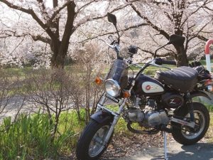 【車主有話說】最愛的小猴子!HONDA「MONKEY」