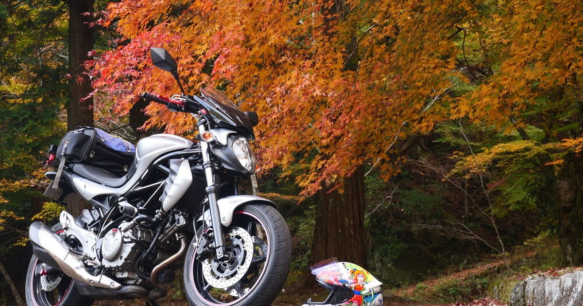 【骑车日记】秋叶盛开 一起去看枫叶吧！