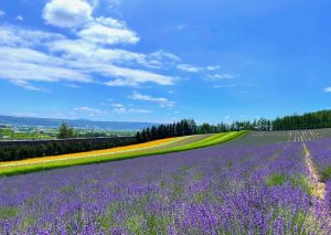 【北海道機車旅行第一彈】絕美景點10選！開陽台×知床五湖×富田農場×細岡展望台×トドワラ看點設施詳盡解說